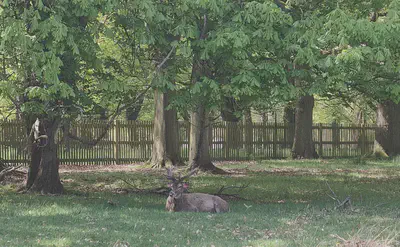 A deer lying in the grass below some trees.